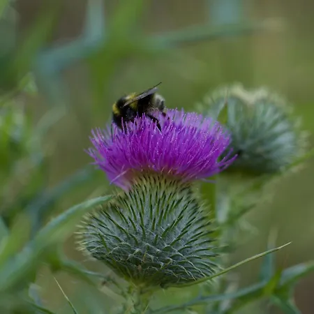 Hollicarrs - Thistle Tatil Evi